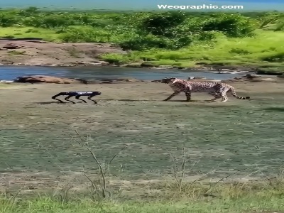 اولین برخورد یوزپلنگ با سگ رباتیک