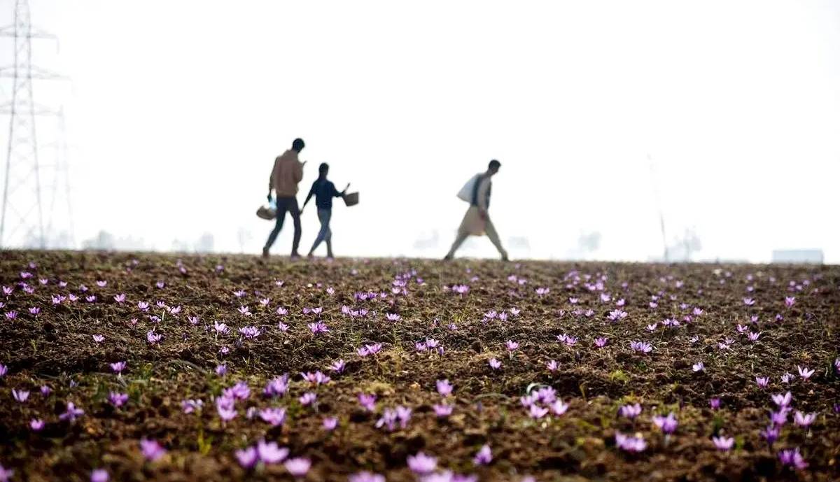 کارگری در مزارع، مردن در جاده؛ گزارشی از شرایط کاری کودکان بلوچ بی‏‌شناسنامه