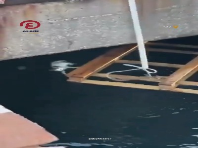 عملیات موفق نجات یک گربه از دریا
