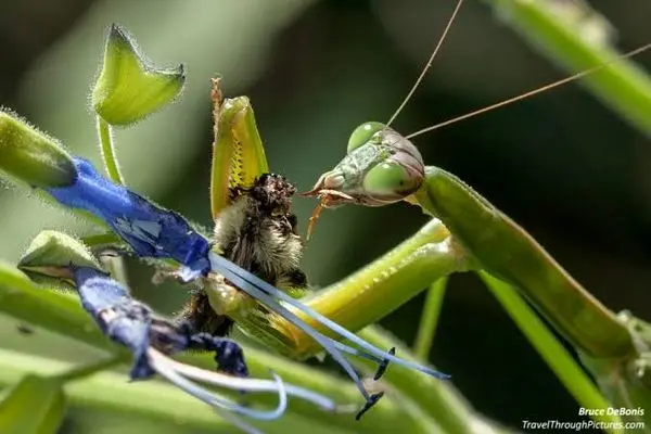 ضیافت زنبوری مانتیس!