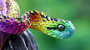 ۱۰گونه از زیباترین و رنگارنگ ترین مارهای افعی در جهان