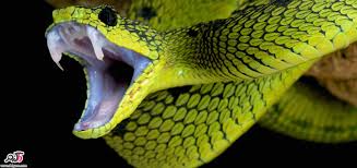 ویدیویی حیرت‌انگیز از نحوه حمله افعی در کسری از ثانیه