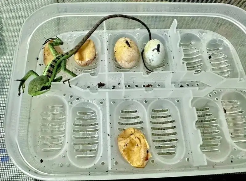 گوناگون/ ایگوانای مادر بدون وجود نر، صاحب ۸ قلو شد!