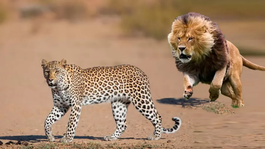 وقتی شیرهای ماده، پلنگ بی نوا را غافلگیر می کنند!