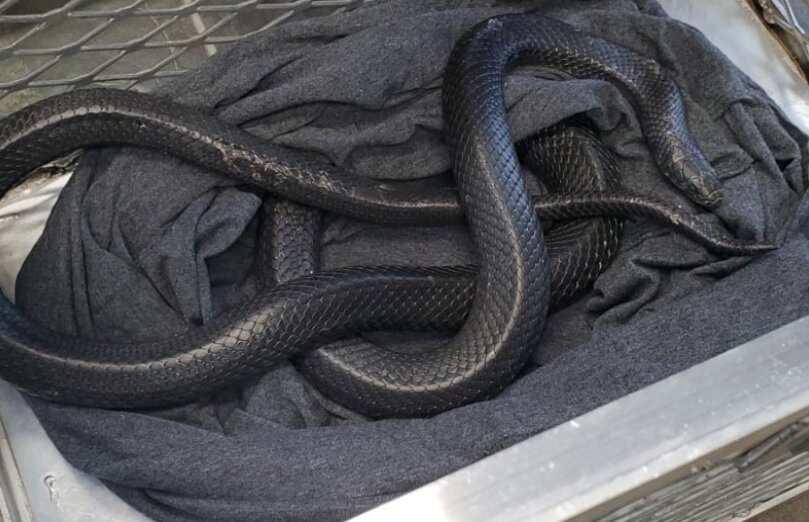 گوناگون/ سرگردان بودن شاه‌مار در خیابان‌های شهر