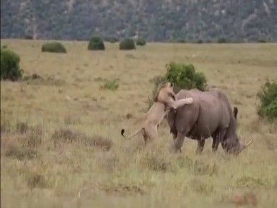 تلاش یک شیر شجاع برای شکار کرگدن دو تنی!