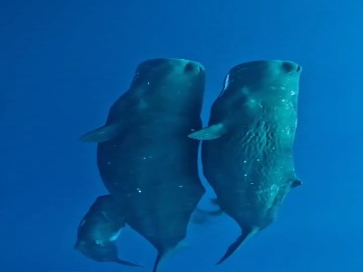 خواب خانواده نهنگ‌ها در کنار هم