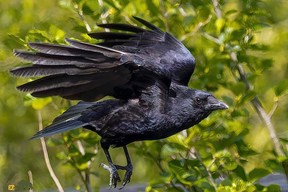 ترفند جادویی برای شکار بهتر!