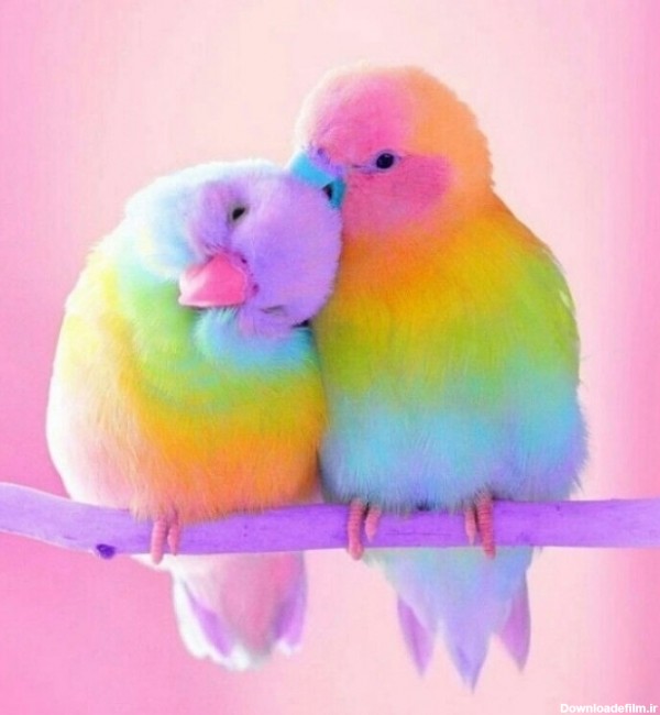 حرکت جالب پرنده باهوش