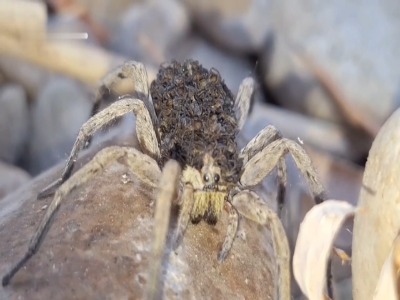 تصاویری شگفتانگیز از مادری یک عنکبوت