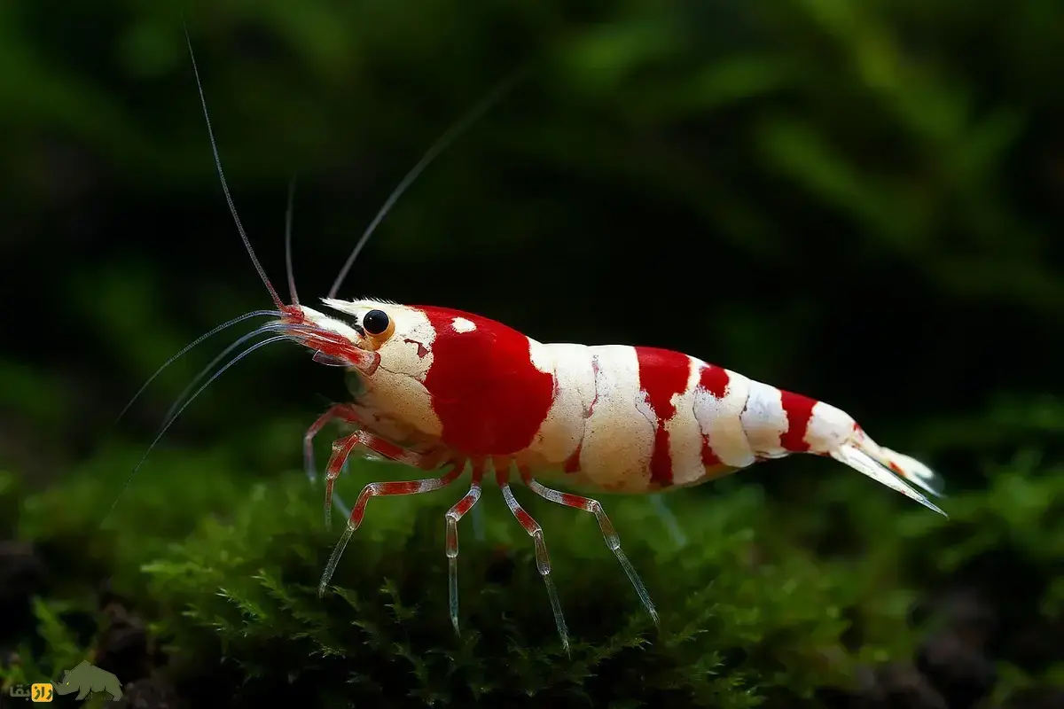 10 گونه از زیباترین میگوهای کشف شده در جهان