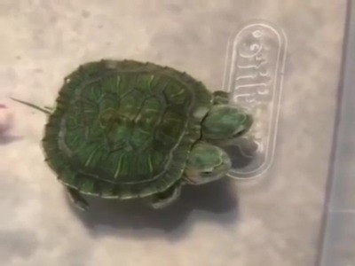 تا حالا لاکپشت دو سر دیده بودید!