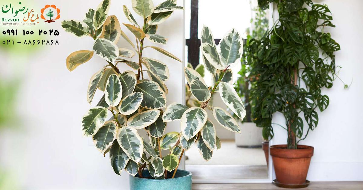 معرفی ۱۰ گونه گل فیکوس