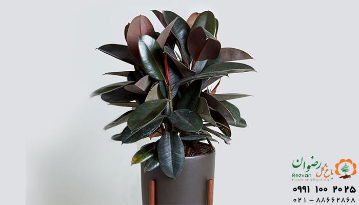 ایران پرسمان