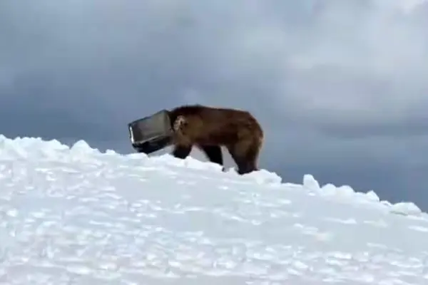 عملیات دشوار نجات خرسی که سرش در یک جعبه فلزی گیر کرده بود!