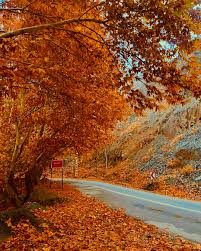 جنگل پاییزی ۳۰ دقیقه‌ای تا مشهد