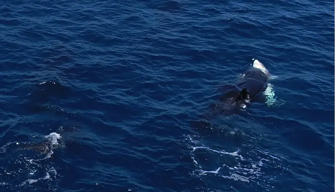 نهنگ‌های قاتل روشی بی‌رحمانه برای بیرون‌کشیدن جگر کوسه‌های سفید نابالغ آموخته‌اند