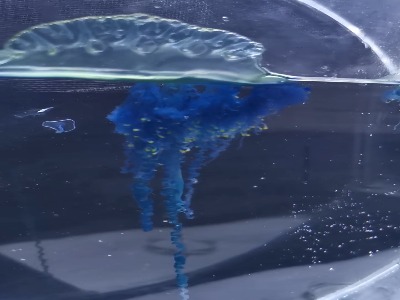 کشف یک عروس دریایی سامورایی در ژاپن!