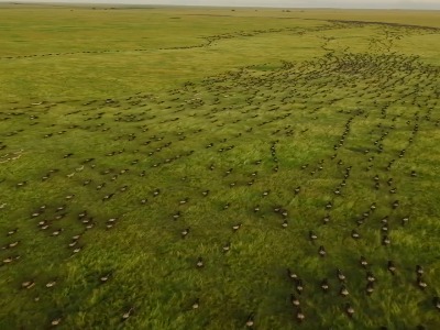 مهاجرت عظیم میلیون‌ها گوزن یالدار