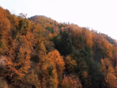 زیبایی پاییز در جنگل های مازندران