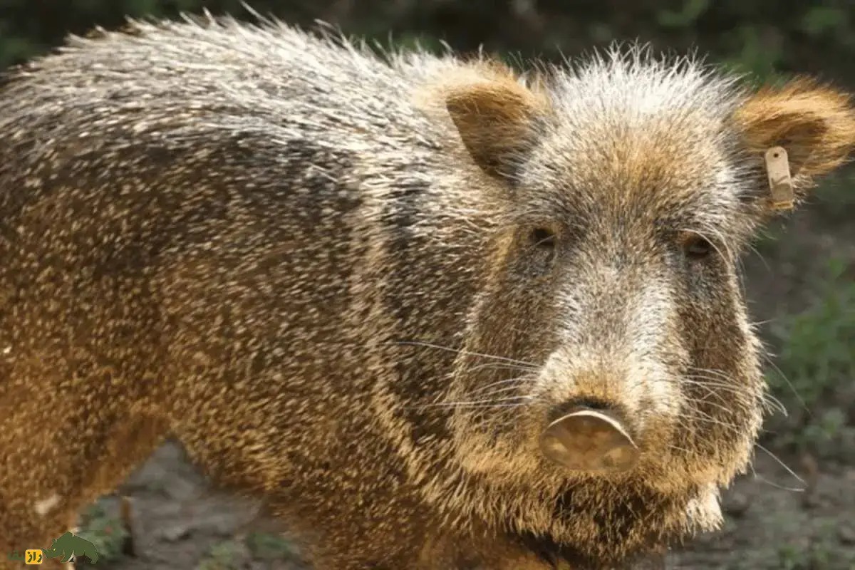 ایران پرسمان