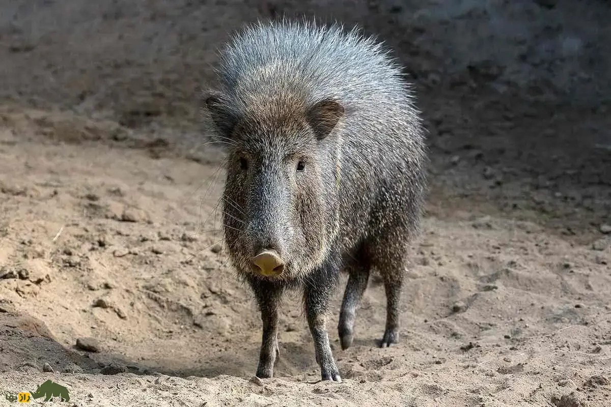 ایران پرسمان