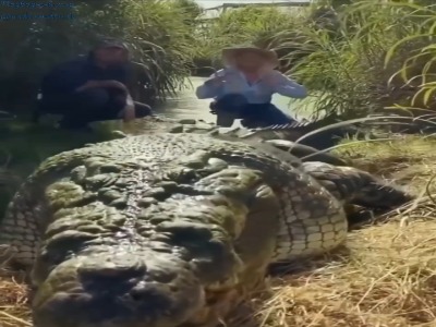 تمساح آب شور؛ بزرگترین گونه مدرن کروکودیل