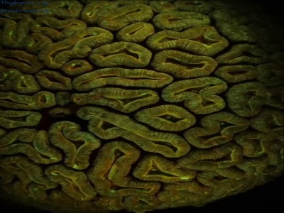 لوبوفیلیا ، یک مرجان بزرگ با یک اسکلت سنگ آهک