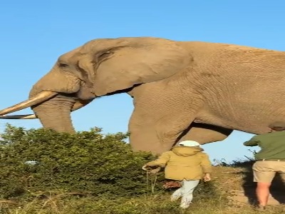 اندازه فیل ساوانا ،بزرگ‌ترین پستانداران زمینی