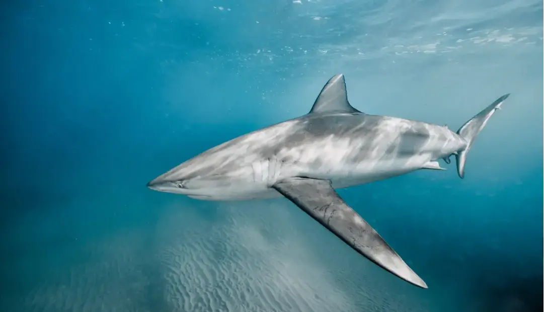 راز نخستین حمله هولناک کوسه‌ای بی‌خطر به انسان: چرا یک شناگر زنده بلعیده شد؟