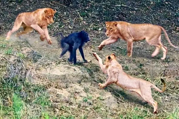 اعتماد به نفس مرگبار بابون در برابر شیرها!