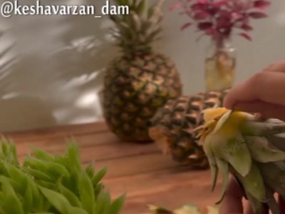 آموزش کاشت آناناس در گلدان