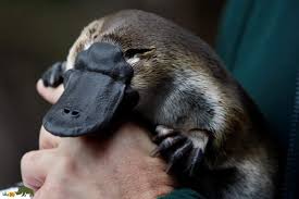 باگ طبیعت: پلاتیپوس!