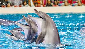 محاصره قایق بازدیدکنندگان توسط دلفین ها