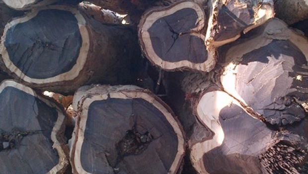 چوبی که بهش طلای سیاه جنگل میگن