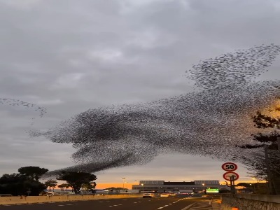 پرواز شگفت‌انگیز پرندگان در آسمان ایتالیا