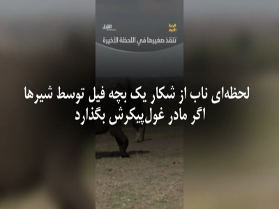 شکار پرریسک شیر ها و رویارویی با فیل مادر