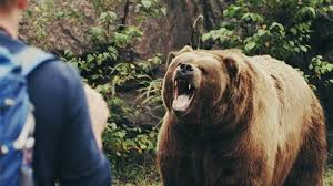 حمله خرس و آسیب دیدن شدید یک مرد