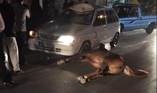 صحنه دلخراش برخورد خودرو با یک اسب رها شده در ورودی گناوه
