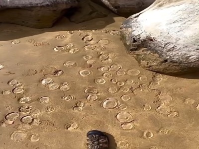 موجود دریایی بی رنگ در سواحل پارسیان هرمزگان