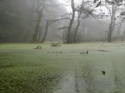 مرداب وهم انگیز دریوک ، کلاردشت، مازندران