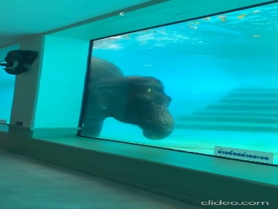 تماشای فیل های شناگر از نزدیک