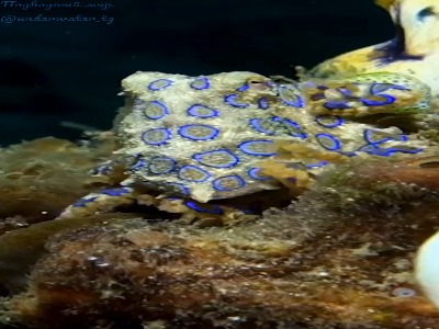 اختاپوس آبی؛ یکی از سمی ترین گونه های دریایی روی کره زمین