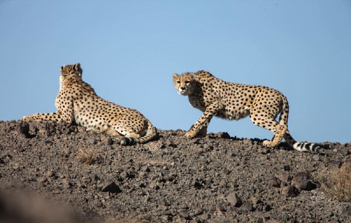 مشاهدۀ دو یوزپلنگ آسیایی در توران شاهرود