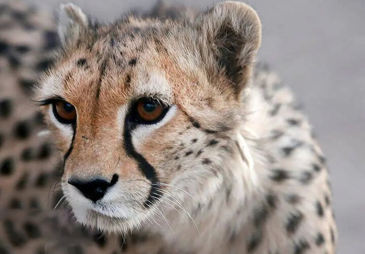 سرعت باور نکردنی یوزپلنگ در شکار غزال تیزپا