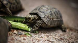 لاک‌پشت بدشانس از چنگ شغال جان سالم به در برد و قربانی گورکن شد!