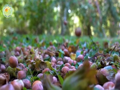 چگونه کشاورزان آمریکایی صدها تن فندق را برداشت و فرآوری می کنند؟