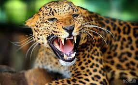 حمله پلنگ به نیروی پلیس در هند