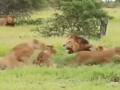 فرار دیدنی شیرها از ترس فیل‌ها!