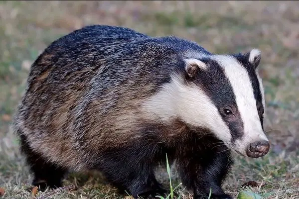 نجات دو گورکن گیر افتاده در استخر